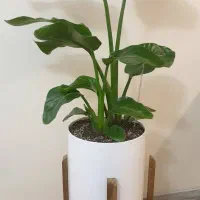 نخل نیکولای (استرلیتزیا نیکولای) با گلدان و استند