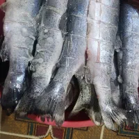 ماهی غزل پاک شده