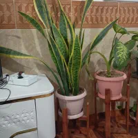 گل سانسوریا
