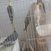 فروش ۴عددعروس هلندی