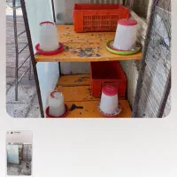 لانه مرغ و خروس