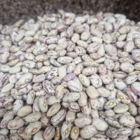لوبیا چیتی درجه ۱ به شرط پخت