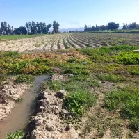 زمین کشاورزی