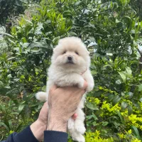 ماده اروم روباهی