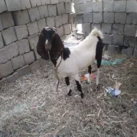 گیسه