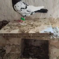 کله دم سیاه نر پرشی