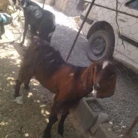 فروش سه عدد گوسفن چاق وچله یک بژ ودوتا تروشت
