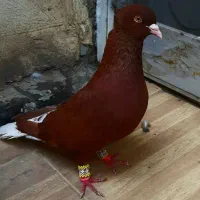 کبوتر دم سفید