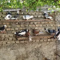 کبوتر بشر