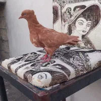 جوجه زرد لون