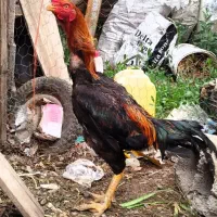 خروس لاری