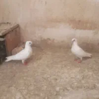 کبوتر بچ سفید موشی فر