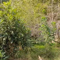زمین ۱۷۰ متری مسکونی در بازکیاگوراب لاهیجان