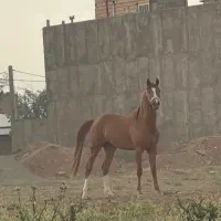 نریون ۳ ساله یک سر خارجی پرش
