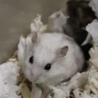 دو عدد همستر با وسایل