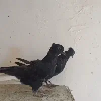 کبوتر سیاه دم سفید