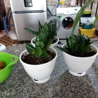 تمامی گلها‌باهم ۸۰هزار