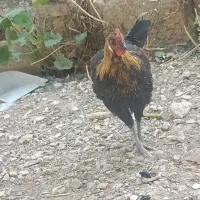 خروس محلی و فرز