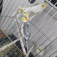 عروس هلندی و مرغ عشق