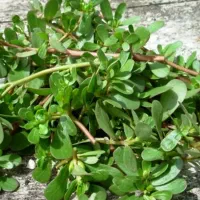 سبزی خرفه تازه امروز چیده شده