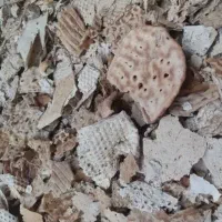 نان خشک ضایعات