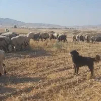 سگ قدریجونی گله ای