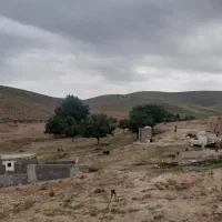 بره نر و ماده شیری