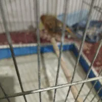 فروش قناری