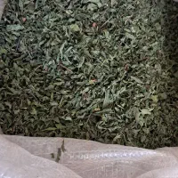 نعنا و گشنیز