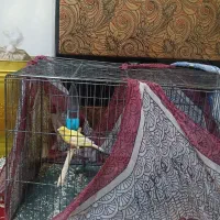 فروش یک قناری سالم