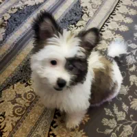 سگ بازیگوش شیتزو