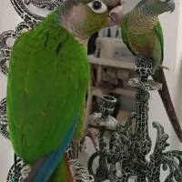 طوطی گرینچیک