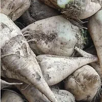 چغندر قند درشت جوین پرس گندم و یونجه کاه