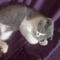 بچه گربه اسکاتیش زیبا