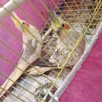 طوطی عروس