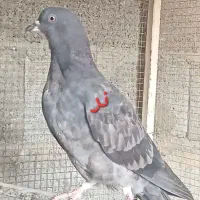 کفتر دمگیر و تهرونی