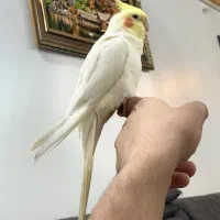 عروس هلندی سخنگو