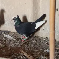 دوتا ماده