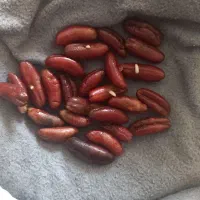 جوانه خرما
