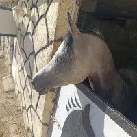 اسب|اسب و تجهیزات اسب‌سواری|همدان, |دیوار