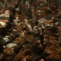جوجه مرغ و خروس محلی گلپایگان و جهادی