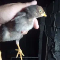 بوقلمون ماده به همراه ۴ تا جوجه