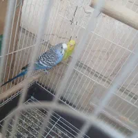 مرغ عشق