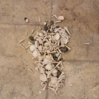 اکواریم