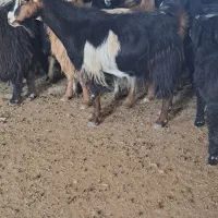 ۷ راس بز و بزغاله و ۱ راس تگه درجه یک یک