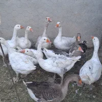 غاز|حیوانات مزرعه|زرین دشت (همدان), |دیوار