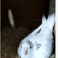 طالب یک عدد عروس ماده دوکت