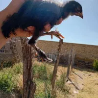 ۴۰عددجوجه ((مرندی))۵۰روزه
