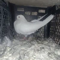 کبوتر