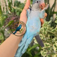 طوطی راهب و گرینچیک